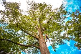 How Our Tree Care Process Works  in  Broadview Heights, OH